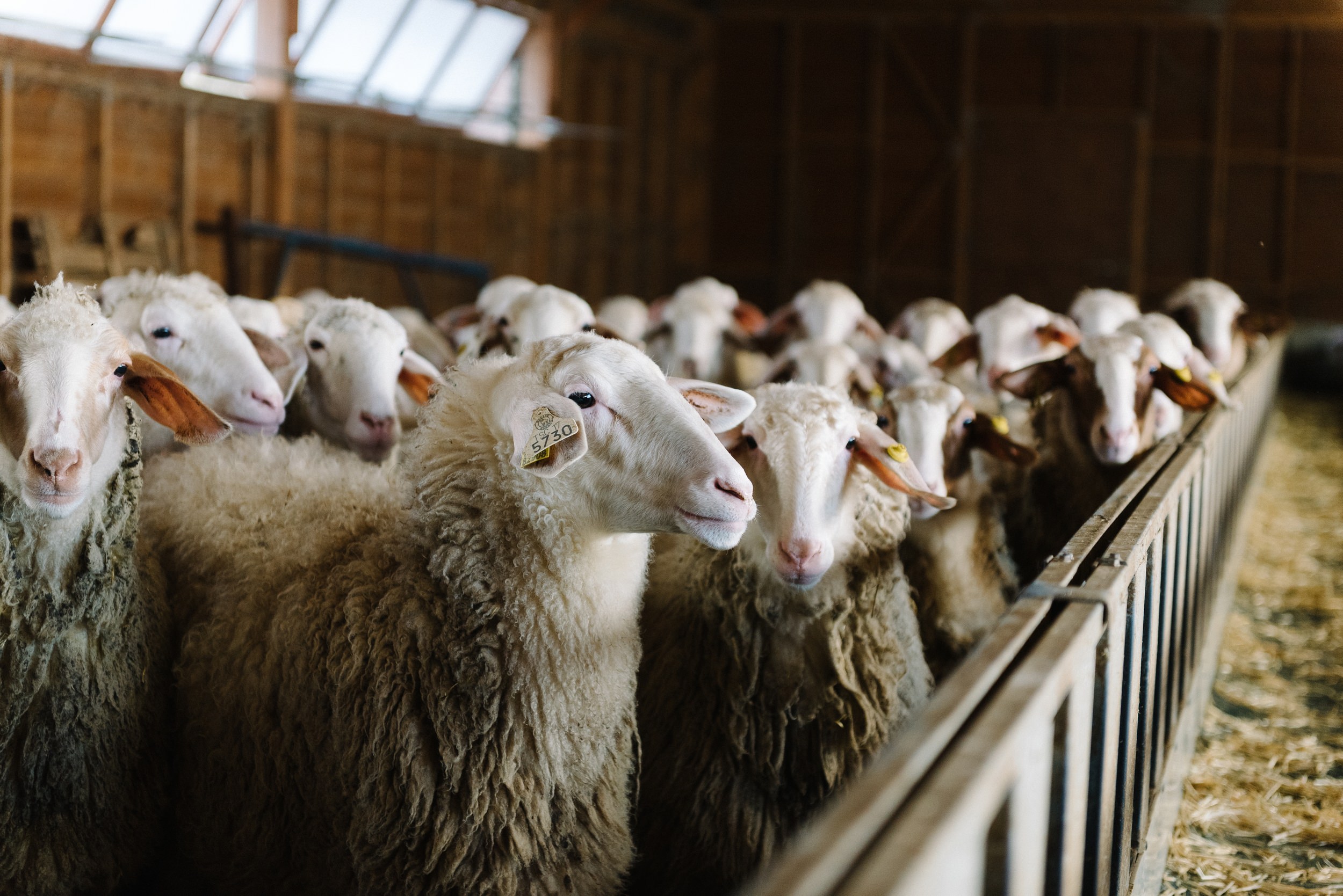 in the barn