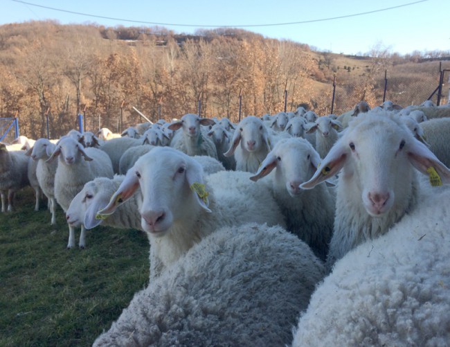 sheeps photo outside a barn