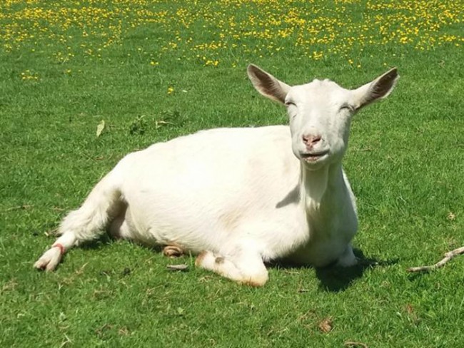 Saanen Goat relax