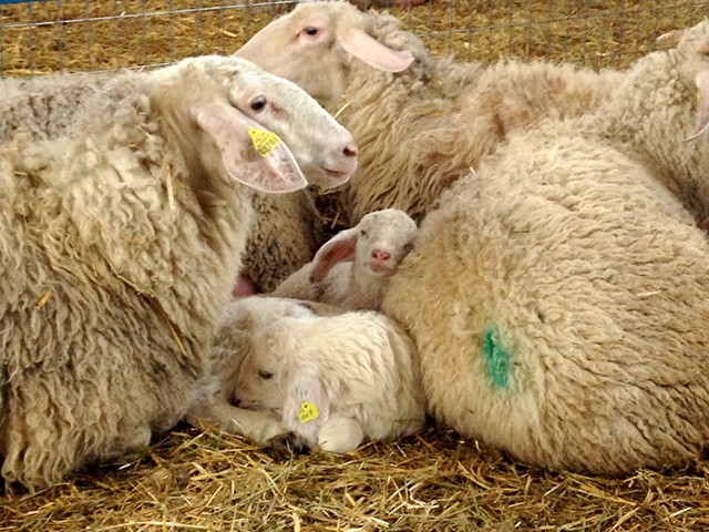 baby sheep