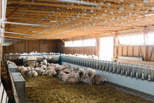 barn photo